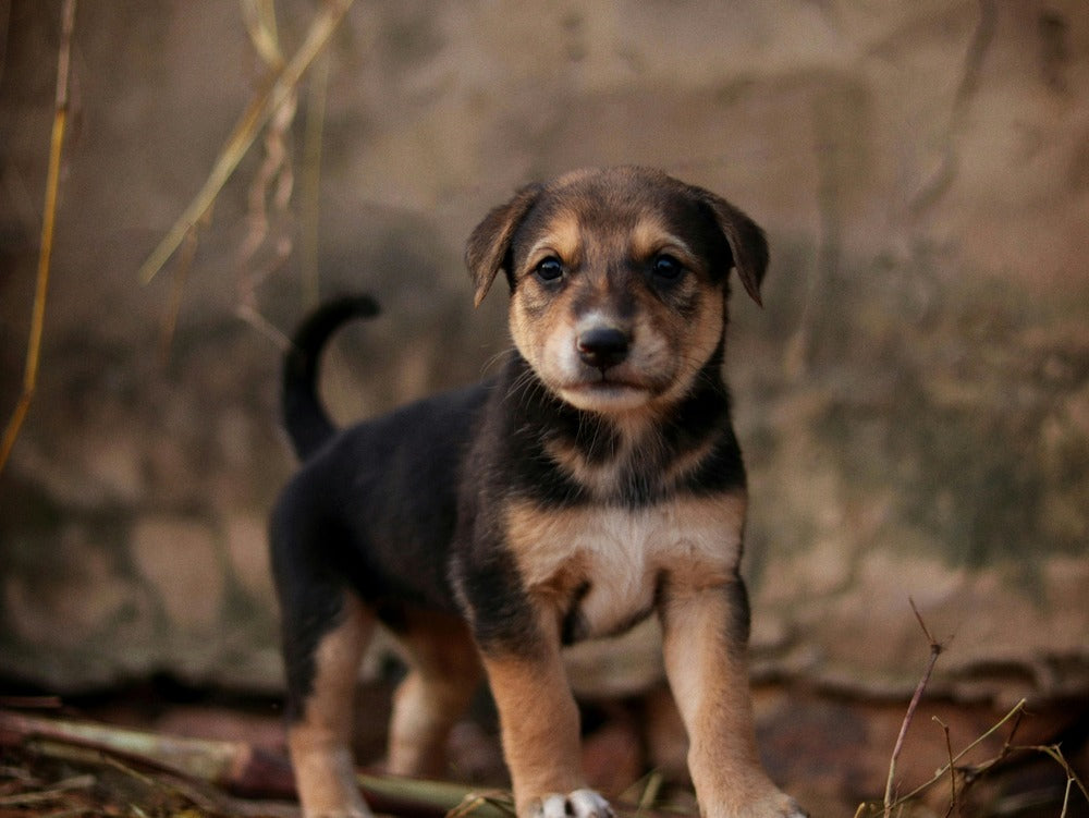 Qué snacks puede comer un cachorro: guía honesta para los primeros meses