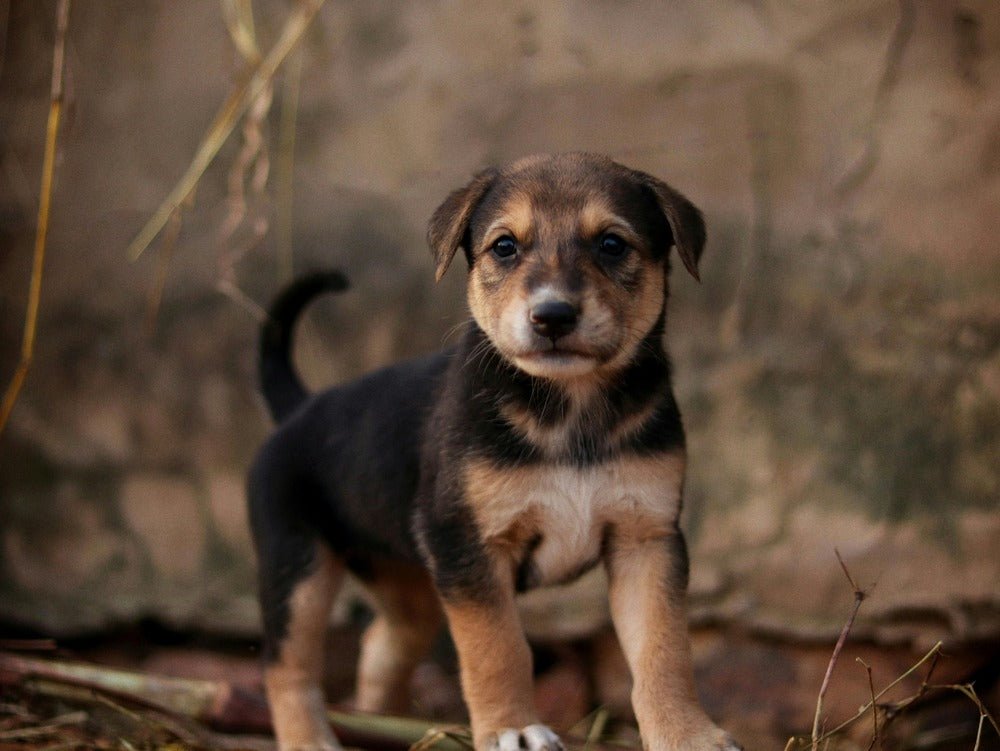 Qué snacks puede comer un cachorro: guía honesta para los primeros meses - BRAU